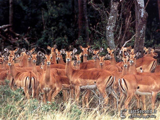 پارک ملی ماسایی مارا, کنیا
